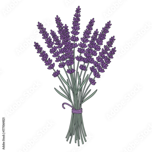 A beautiful outline vector illustration of a fresh purple lavender flower bouquet, hand-drawn in a simple flat style on an isolated white background