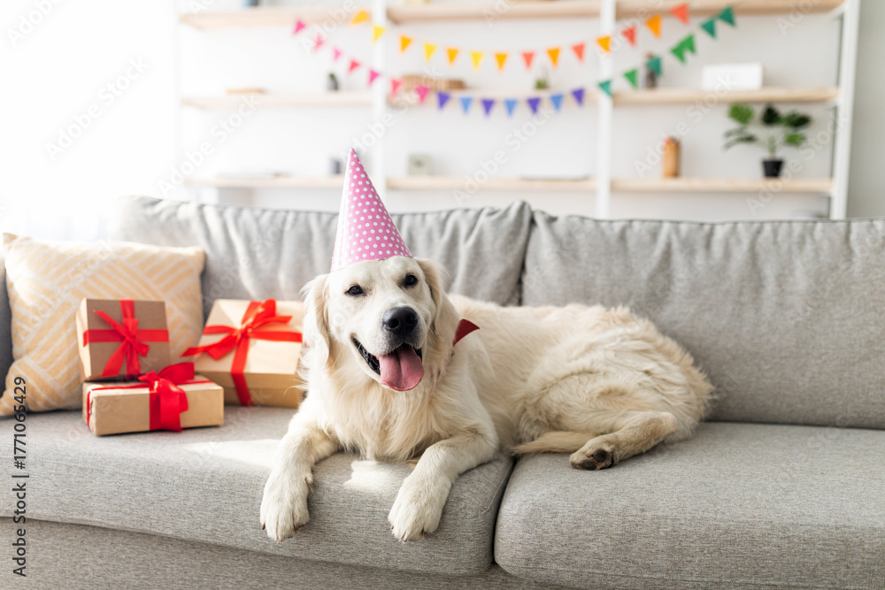 Obraz premium A cheerful golden retriever wearing a party hat relaxes on a couch surrounded by colorful decorations and neatly wrapped gifts, celebrating a special occasion indoors.