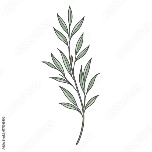 Minimalist botanical vector illustration of a leafy plant sprig. Elegant flat outline design of a green branch isolated on a clean white background