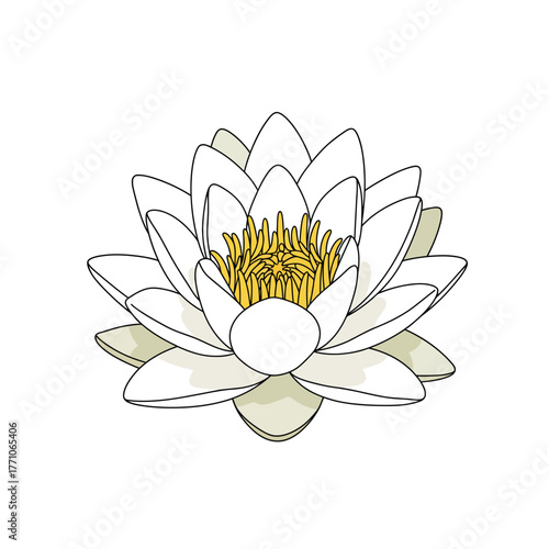 An elegant vector illustration of a white water lily with a soft outline. Flat botanical design element isolated on a white background