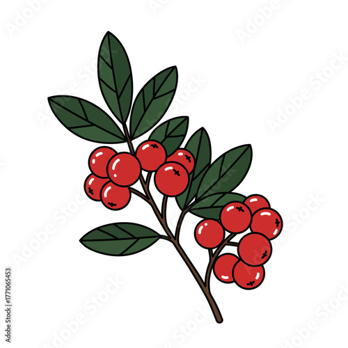 Vector illustration of a rowan berry sprig with vibrant red berries and green leaves. Flat outline botanical design isolated on white