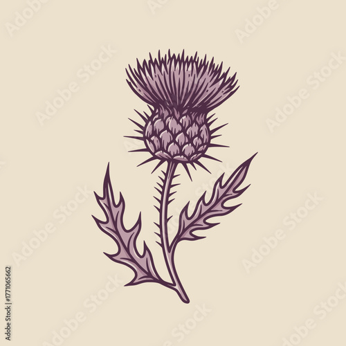 Detailed vector drawing of a Scottish thistle in a vintage, hand-drawn engraving style. Isolated botanical artwork of a wild purple flower and spiky leaves