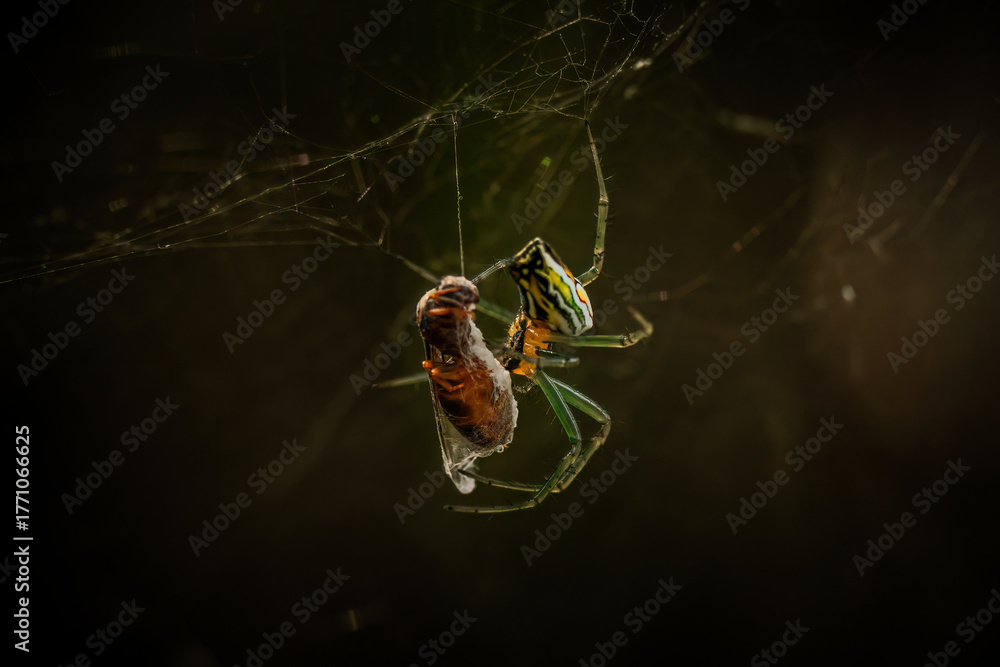 Naklejka premium Spider spinning a cocoon