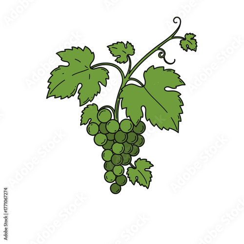 A detailed vector illustration of a bunch of fresh green grapes hanging from a vine with leaves, isolated on a white background