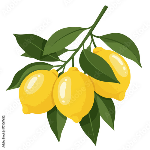 A vibrant vector illustration of a fresh lemon branch with ripe yellow citrus fruits and lush green leaves, isolated on a white background