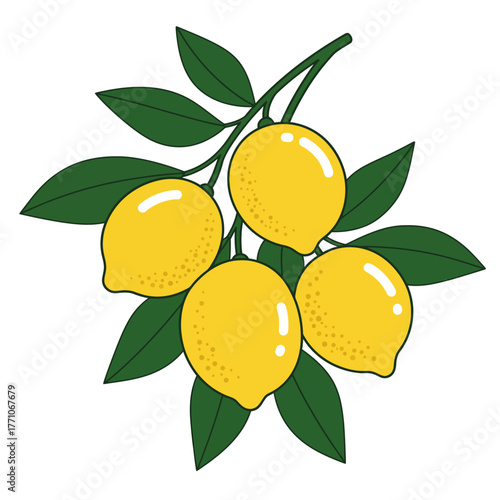 Stylized drawing of a lemon tree branch with fresh yellow citrus fruits and green foliage on a white background