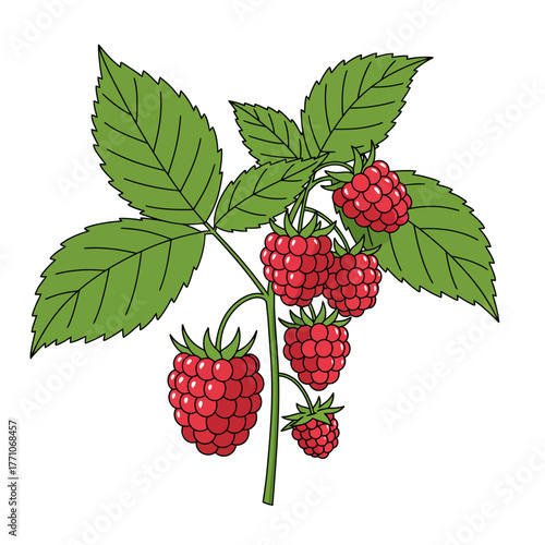 A vibrant vector illustration of a raspberry branch with ripe red berries and green leaves, depicted in a clean, detailed line art style