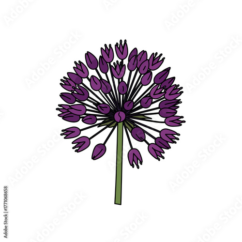 Hand-drawn vector illustration of a purple allium flower with a clean outline. Botanical art isolated on a white background
