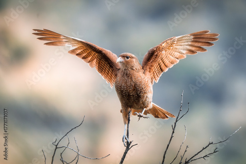 The chimango caracara also known as chimango or tiuque (Milvago chimango) is a species of bird of prey in the family Falconidae, the falcons and caracaras. It is found in Argentina, Bolivia, Brazil.