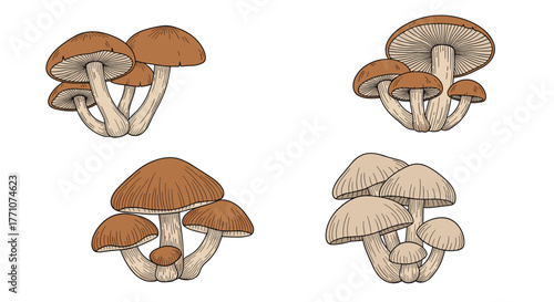 Vintage-style hand-drawn illustrations showcasing different clusters of brown and tan mushrooms with detailed caps and stems.