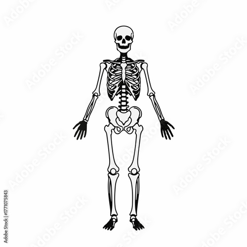 Full body illustration of a human skeleton standing with arms outstretched on a white background.