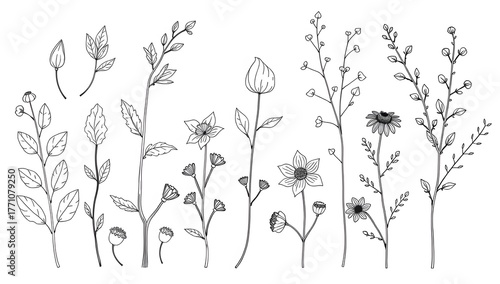 Vector set of elegant hand drawn leaves, flowers, and branches in monoline style