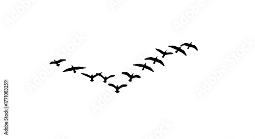 Silhouette of a flock of birds flying in a v formation against a white background in a minimalist style
