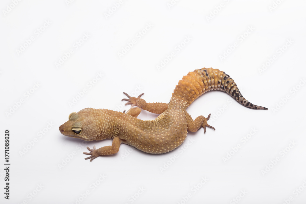 Naklejka premium Leopard gecko lizard isolated on white background, animal closeup
