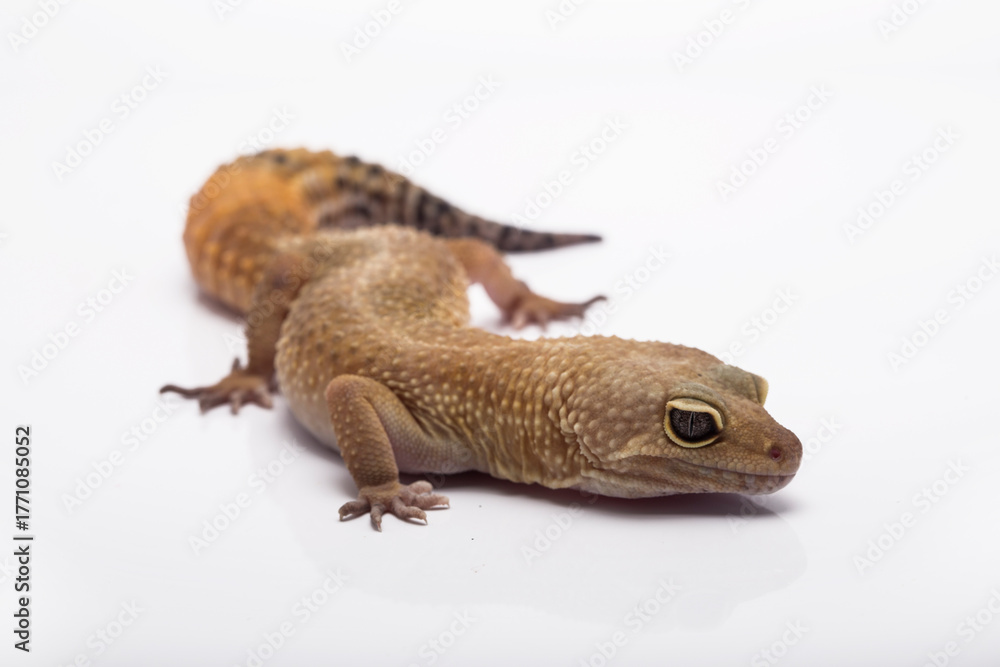 Naklejka premium Leopard gecko lizard isolated on white background, animal closeup