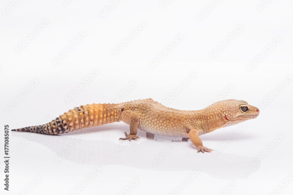 Fototapeta premium Leopard gecko lizard isolated on white background, animal closeup