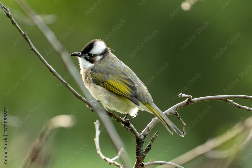 Obraz premium Light-vented Bulbul. perching on branch