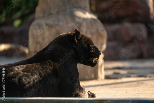 Black Jaguar caged, in sunlight