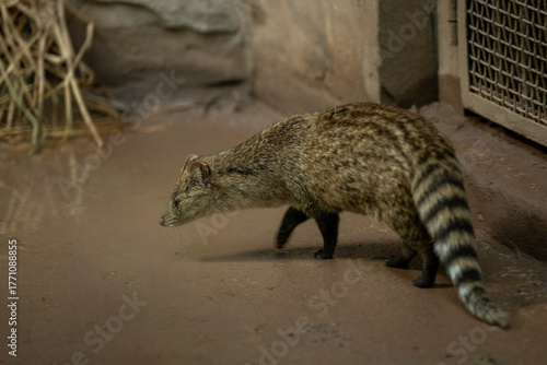 small indian civet in a zoo of China