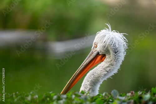 pelican close up, green background