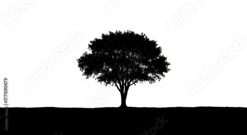 Silhouette of a tree with dense foliage against a stark white background and dark ground plane