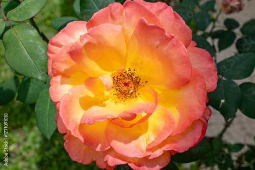 red and yellow rose