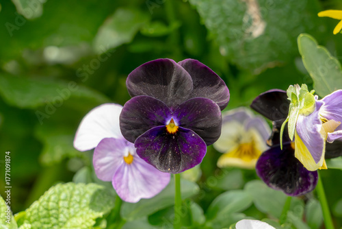 purple flower in the garden