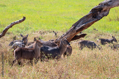 group of waterbucks or kobus ellipsiprymnus in the wild at tarangire national park tanzania