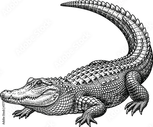 crocodile on white background