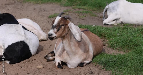 goat with long ears and yellow fur in an outdoor zoo lies on the ground while resting, an adult goat with long ears hanging down and short horns while resting