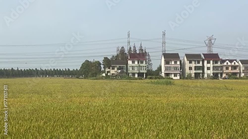 稲穂と住宅が並ぶアジアの農村の秋の田園風景映像