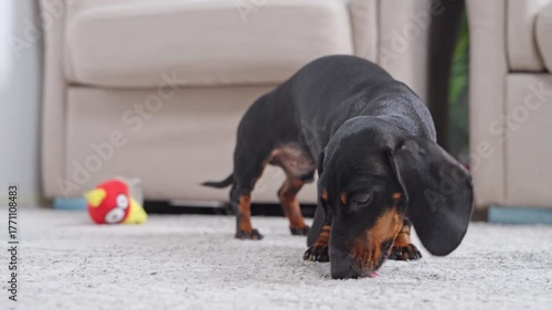 A curious dachshund dog sniffs and licks the carpet in a cozy living room with a playful toy in the background. The puppy misbehaves and acts out of boredom or disobedience.
