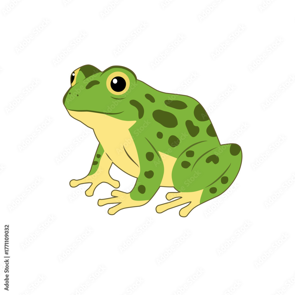 Obraz premium Vector illustration of an adult frog with green skin and yellow belly, representing the final stage of a frog’s life cycle. Perfect for biology education, posters, and animal studies