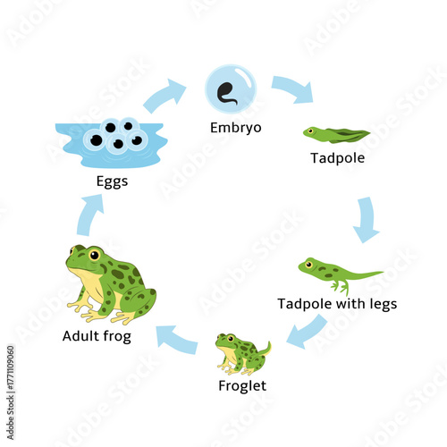 Educational vector illustration showing the life cycle of a frog from eggs, embryo, tadpole, froglet to adult frog. Perfect for biology learning, infographic, and kids education
