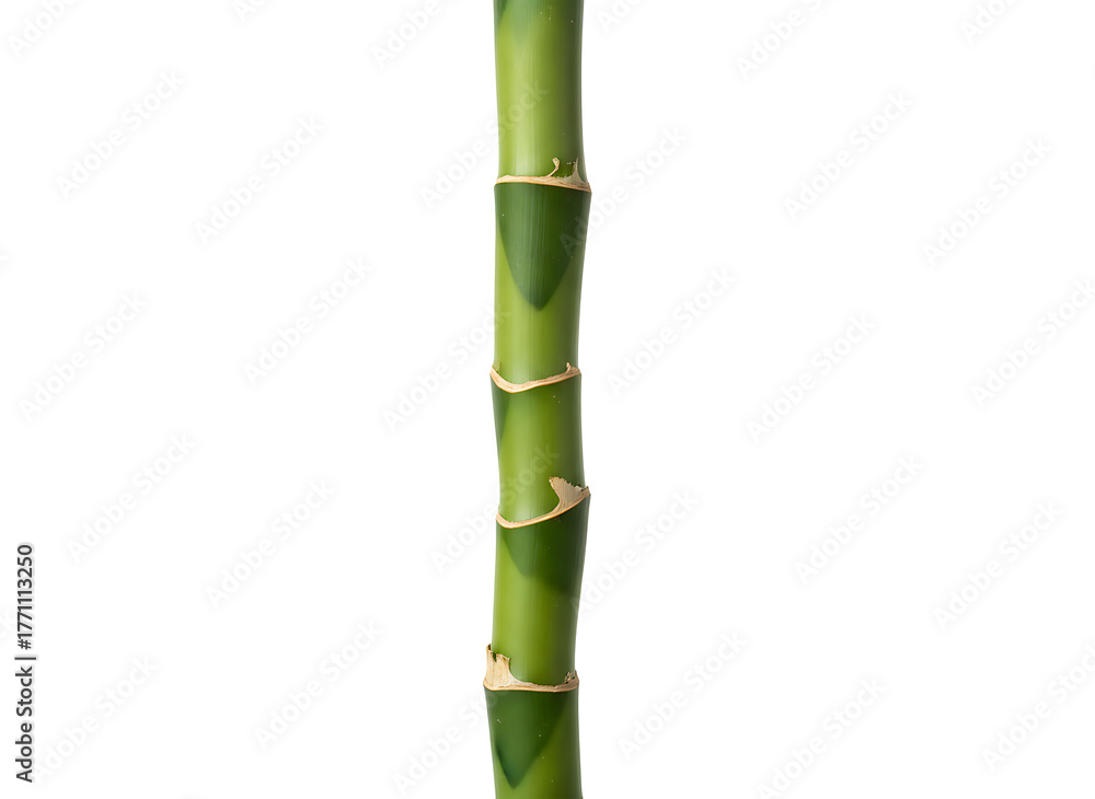 Obraz premium Vertical green bamboo stalk displays horizontal segments and vibrant color isolated for eco background or design element.