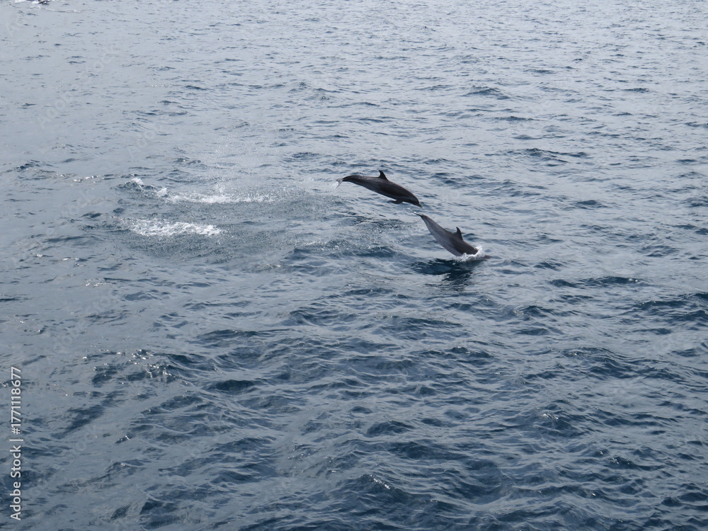 Fototapeta premium dolphin jumping in the water