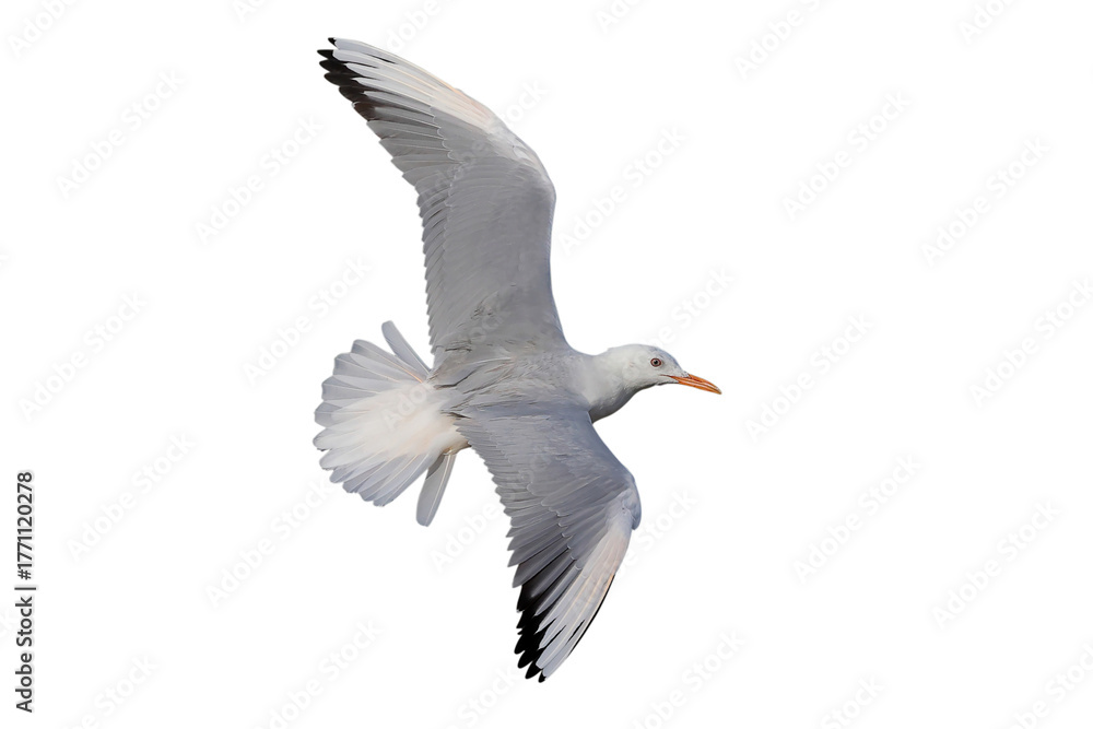 Fototapeta premium Slender-billed Gull flying isolated on transparent background png file