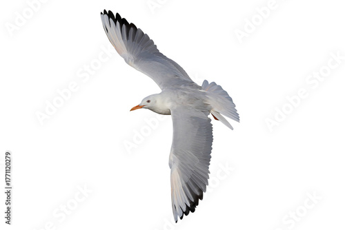 Slender-billed Gull flying isolated on transparent background png file