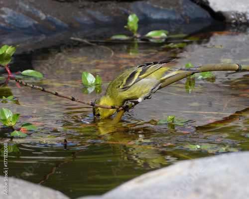 Aves disfrutando del agua de un charco