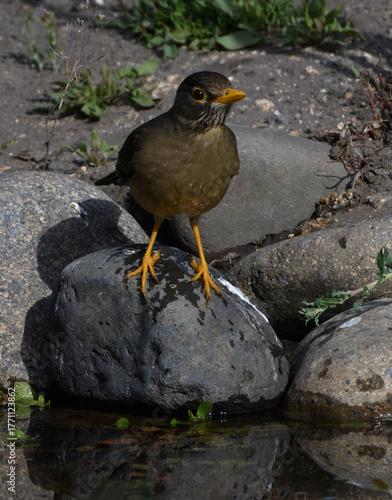 Aves disfrutando del agua de un charco