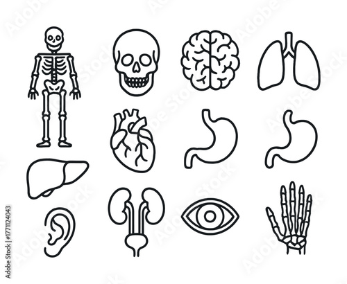 Human body anatomy outline icons: skeleton, skull, brain, lungs, heart, stomach, liver, kidneys, eye, ear, hand