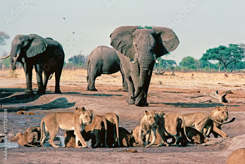 elephants and lions