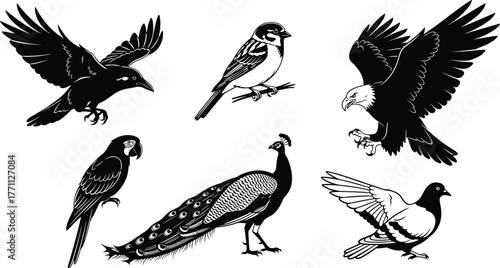 Stylized bird silhouettes—crow, eagle, parrot, peacock, pigeon, sparrow in flight and perched poses for nature, wildlife vector concept