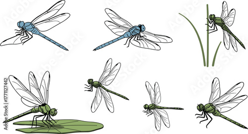 Colorful dragonflies flying, perched on grass and lily pad—vector illustration for nature, pond wildlife, insect anatomy, garden concept