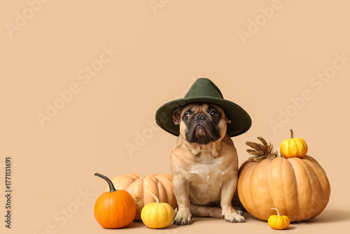 Cute French bulldog in hat ...
