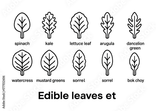 Outline icons of edible leafy greens including spinach, kale, lettuce, and arugula