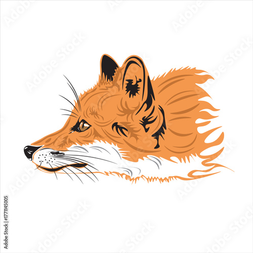 this is the face of a fox