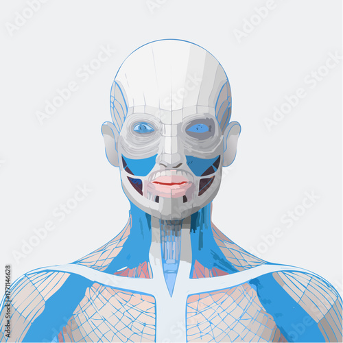 Anatomical Facial Structure Illustration - Human Muscles and Veins