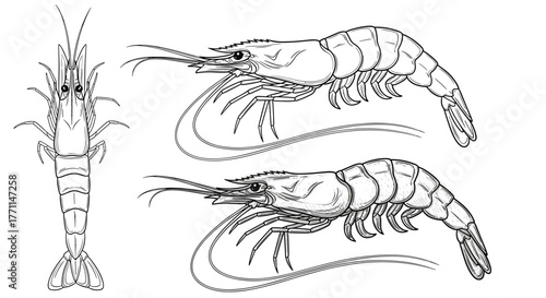 Collection of hand-drawn shrimp illustrations in black and white line art, showcasing dorsal and lateral views.