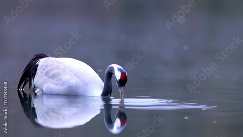 Red-Crowned Crane Drinking and Bathing in a Tranquil Lake Setting Video